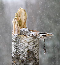 Ural owl (Strix uralensis) female sleeping on nest in falling snow. Tartumaa, Southern Estonia. April.