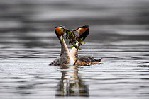 Great crested grebe (Podiceps cristatus) pair in courtship weed dance, presenting potential nesting material to each other after diving. Otepaa Nature Park, Valgamaa, Estonia. April.