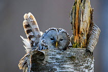 Ural owl (Strix uralensis) female on nest in tree stump. Tartumaa, Southern Estonia. April.