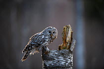 Ural owl (Strix uralensis) perched beside nest in tree stump, at dusk. Tartumaa, Southern Estonia. March.