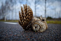 Tawny owl (Strix aluco) roadkill. Tartumaa, Southern Estonia. November 2016.