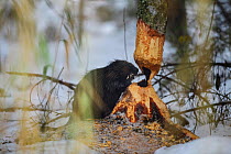 Beaver (Castor fiber) felling a Birch (Betula sp) tree for winter supplies. Tartumaa, Southern Estonia. November.
