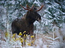 European elk / moose (Alces alces) young bull in forest, first snow of winter. Tartumaa, Southern Estonia. November.