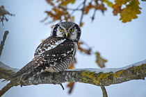Hawk owl (Surnia ulula) perched on Oak (Quercus sp) branch. Tartumaa, Southern Estonia. November.