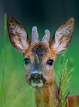 Roe deer (Capreolus capreolus) young buck, portrait. Karula National Park, Valgamaa, Southern Estonia. June.
