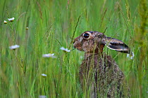 European hare (Lepus europaeus) feeding in meadow. Karula National Park, Valgamaa, Southern Estonia. June.