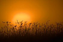 Whinchat (Saxicola rubetra) singing in meadow, silhouetted by sunrise. Karula Naitonal Park, Valgamaa, Southern Estonia. June.