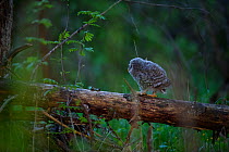 Ural owl (strix uralensis) chick on first day out of nest. Tartumaa, Southern Estonia. May.