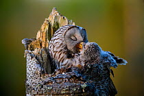 Ural owl (Strix uralensis) female interacting with chick on nest. Southern Estonia. May.