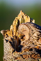 Ural owl (Strix uralensis) female and chick at nest, female regurgitating pellet. Southern Estonia. May.