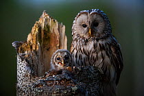Ural owl (Strix uralensis) female and chick at nest in tree stump. Southern Estonia. May.