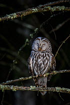 Ural owl (Strix uralensis) sleeping whilst perched on branch. Southern Estonia. May.