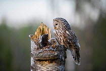Ural owl (Strix uralensis) female perched at nest site with nestling chick, Tartumaa, Southern Estonia. May.