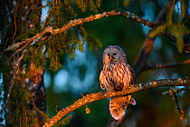 Ural owl (Strix uralensis) female with prey in talons, perched on Spruce (Picea sp) branch in evening light. Tartumaa, Southern Estonia. May.