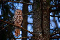 Ural owl (Strix uralensis) female perched on Spruce (Picea sp) branch at dusk. Tartumaa, Southern Estonia. May.