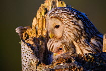 Ural owl (Strix uralensis) female and nestling on nest in tree stump. Tartumaa, Southern Estonia. May.