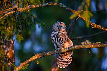 Ural owl (Strix uralensis) female stretching wings whilst perched in Spruce (Picea sp) tree. Tartumaa, Southern Estonia. May.
