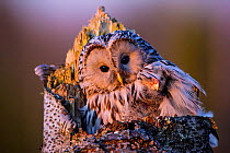 Ural owl (Strix uralensis) female on the nest with nestling hidden under wing. Tartumaa, Southern Estonia. April.