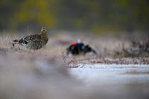 Black Grouse (Tetrao tetrix) female at lek with male in background. Vorumaa, Southern Estonia. April.