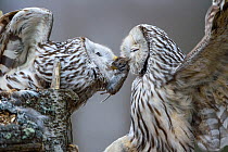Ural owl (Strix uralensis) male presenting prey to nesting mate. Tartumaa, Southern Estonia. April.