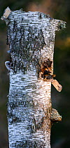 Ural owl (Strix uralensis) hidden inside Birch (Betula sp) tree trunk, on nest. Tartumaa, Southern Estonia. April.