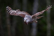 Ural owl (Strix uralensis) in flight with prey for mate in beak. Tartumaa, Southern Estonia. April.