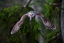 Ural owl (Strix uralensis) in flight with prey for mate in beak. Tartumaa, Southern Estonia. April.