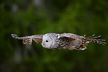 Ural owl (Strix uralensis) female flying. Tartumaa, Southern Estonia. April.
