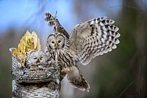 Ural owl (Strix uralensis) female on nest, male landing with twig in beak. Tartumaa, Southern Estonia. April.