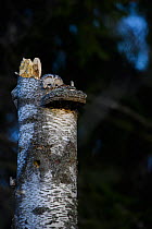 Ural owl (Strix uralensis) female on nest. Tartumaa, Southern Estonia. March.
