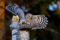 Ural owl (Strix uralensis) pair at nest on tree stump, female feeding on prey caught by male. Tartumaa, Southern Estonia. March.