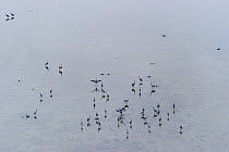 Common Crane (Grus grus) flock in shallow water off Saaremaa Island, Saaremaa, Western Estonia. July.