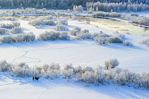European elk (Alces alces), three standing together near frost covered Willow (Salix sp) bushes with Suur Emajogi River beyond. Alam-Pedja Nature Reserve, Tartumaa, Southern Estonia. January 2011.