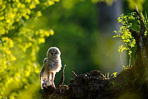 Ural owl (Strix uralensis) fledgling chick stretching wings and legs. Tartumaa, Southern Estonia. May.