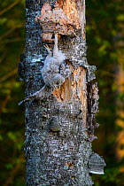 Ural owl (Strix uralensis) fledgling chick attempting to climb old Birch (Betula sp) tree with Bracket fungus. Tartumaa, Southern Estonia. May.