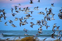 Herring gull (Larus argentatus) flock flying off coast of Saaremaa Island. Vilsandi National Park, Saaremaa, Western Estonia. November.