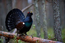 Capercaillie (Tetrao urogallus) male displaying on Pine (Pinus sp) tree in boreal forest. Tartumaa, Southern Estonia. May.