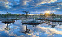 Sunrise over bog with trees reflected in pool. Endla Nature Reserve, Jogevamaa, Central Estonia. October 2015.