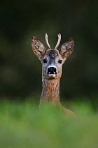 Roe deer (Capreolus capreolus), young buck, portrait. Karula National Park, Valgamaa, Estonia. August.