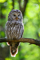 Ural owl (Strix uralensis) female perched on branch. Tartumaa, Southern Estonia.