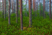 Pine forest on misty morning. Valgamaa, Southern Estonia. June.