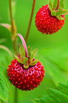 Wild strawberry (Fragaria vesca), two berries. Valgamaa, Southern Estonia. June.