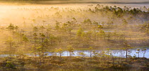 Morning mist over bog scattered with trees. Endla Nature Reserve, Jogevamaa, Central Estonia. August 2015.