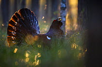 Capercaillie (Tetrao urogallus) displaying in forest following rainfall. Tartumaa, Southern Estonia. May.