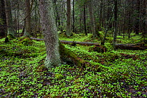 Wood sorrel (Oxalis acetosella) flowering on forest floor of boreal forest. Tartumaa, Southern Estonia. May.