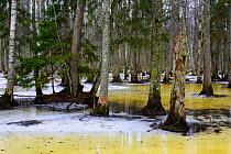 Trees standing in spring meltwater. Soomaa National Park, Parnumaa, Western Estonia. March 2015.