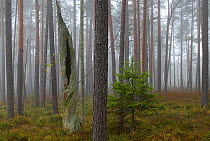 Pine (Pinus) forest on misty morning. Tartumaa, Southern Estonia. October 2015.