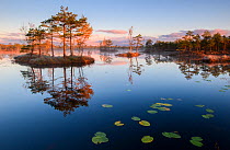 Reflections in bog pool of forest and wooded islands, at sunrise. Polvamaa, Southern Estonia.