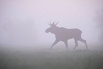 Moose / Elk (Alces Alces) bull walking through morning fog. Matsalu National Park, Laanemaa, Western Estonia. September.