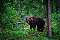 Brown bear (Ursus arctos) in coniferous forest. Ida-Virumaa, Eastern Estonia. September.